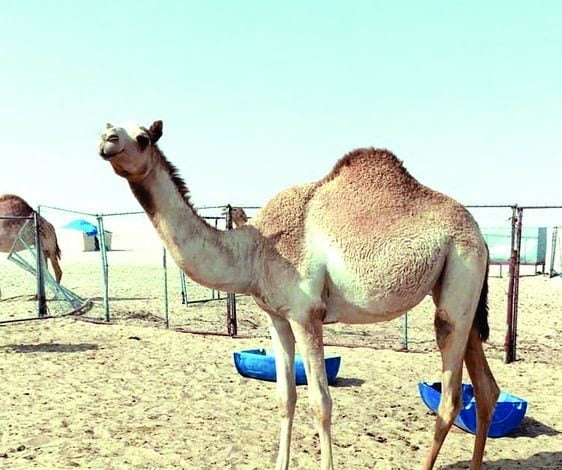 ‫ المواطن القطري هادي المري يؤكد لـ الشرق قبل النهائي