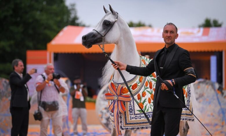 الخيل القطرية تتألق في فالكنسفارد الهولندية وتحصد ميداليات ملونة