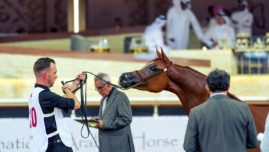 تواصل منافسات بطولة الشقب الدولية لجمال الخيل العربية الأصيلة
