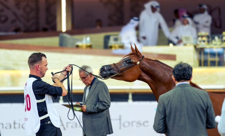 تواصل منافسات بطولة الشقب الدولية لجمال الخيل العربية الأصيلة