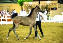 مليون و559 ألف ريال مبيعات مزاد جمال الخيل