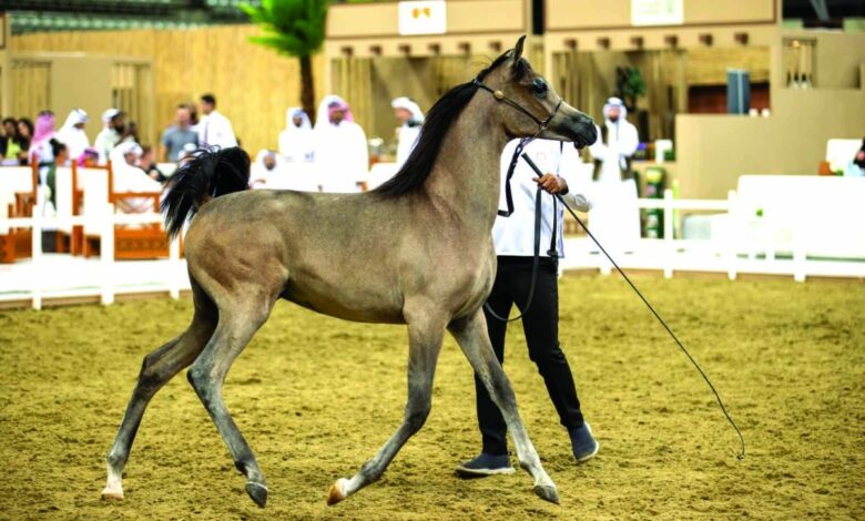 مليون و559 ألف ريال مبيعات مزاد جمال الخيل