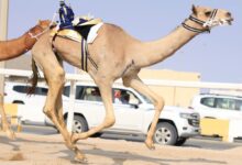 27 شوطاً للقايا في ثاني أيام مهرجان المؤسس للهجن