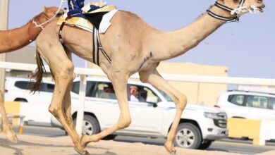 27 شوطاً للقايا في ثاني أيام مهرجان المؤسس للهجن