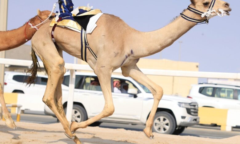 27 شوطاً للقايا في ثاني أيام مهرجان المؤسس للهجن