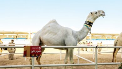 الشرافي يبقي سيف المغاتير بميدان لبصير