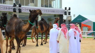 مهرجان قطر للإبل يعلن استحداث جائزة راعي النظر لاكتشاف