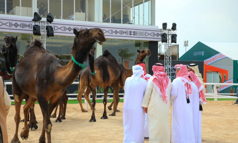 مهرجان قطر للإبل يعلن استحداث جائزة راعي النظر لاكتشاف