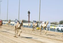 ‫ مهرجان سمو الأمير الوالد للهجن انطلاقة قوية وتحديات مثيرة