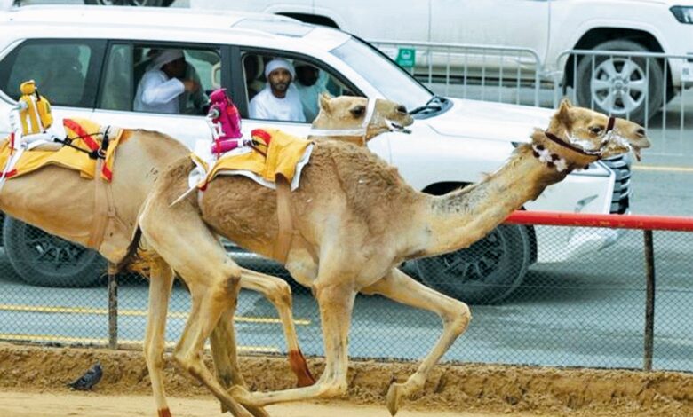 ‫ أبناء الشحانية يواصلون حصد الرموز في مهرجان ختامي المرموم