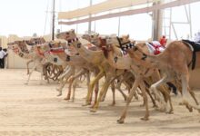 ‫ انطلاقة قوية للحيل والزمول في اليوم العاشر لمهرجان سيف