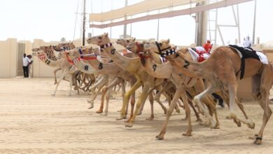 ‫ انطلاقة قوية للحيل والزمول في اليوم العاشر لمهرجان سيف