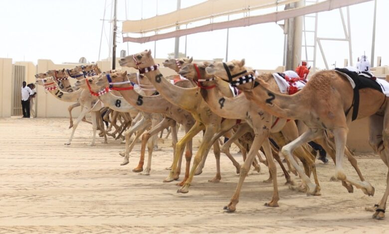 ‫ انطلاقة قوية للحيل والزمول في اليوم العاشر لمهرجان سيف