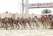 ‫ مهرجان سمو الأمير للهجن إثارة كبيرة بمنافسات أشواط الحقايق