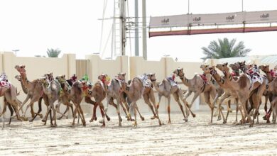 ‫ مهرجان سمو الأمير للهجن إثارة كبيرة بمنافسات أشواط الحقايق