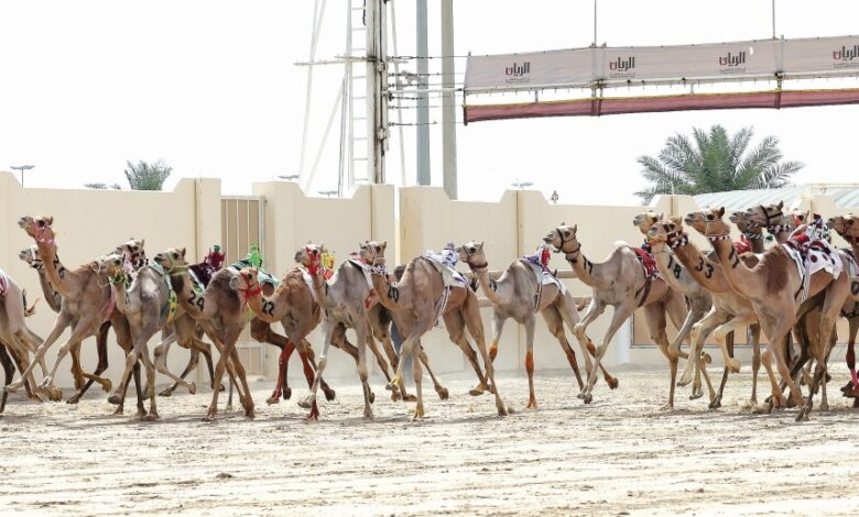 ‫ مهرجان سمو الأمير للهجن إثارة كبيرة بمنافسات أشواط الحقايق